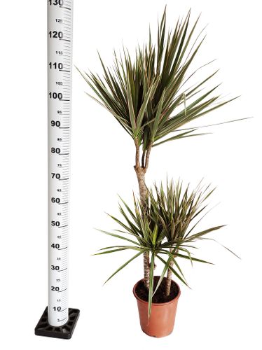 DRACENA BICOLOR 125cm na Arena.pl
