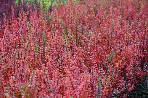 Berberys Thunberga Erecta - Berberis thunbergii na Arena.pl