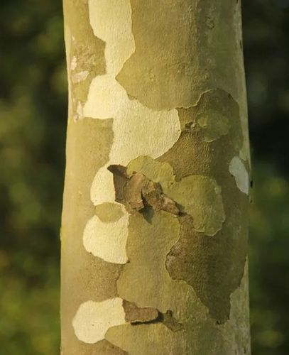 PLATAN KLONOLISTNY - sadzonki 40 / 60 cm na Arena.pl