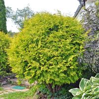 Żywotnik zachodni Thuja GOLDEN GLOBE Tuja Żółta kula Duże sadzonki C3