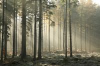 Fototapeta Las Drzewa Mgła NATURA do Sypialni 300x210