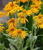 NASIONA Kwiatów Dzielżan Hoopesii Hoopesa Żółty 1g Kwiaty 319010