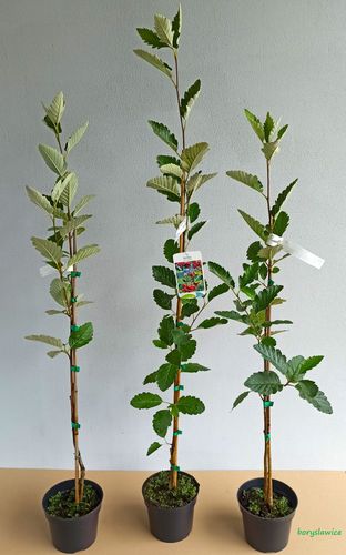 Jarząb szwedzki (Sorbus intermedia) w doniczkach C2, wysokość 60-80 cm na Arena.pl