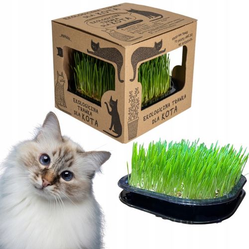 2x EKO Trawka Dla Kota Trawa Odkłaczająca Przysmak EKOLOGICZNA WYROŚNIĘTA na Arena.pl