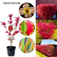 Trzmielina Oskrzydlona czerwone liście KRZEW 35-60 cm