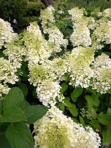 Hortensja bukietowa Silver Dollar sadzonka rabata na Arena.pl
