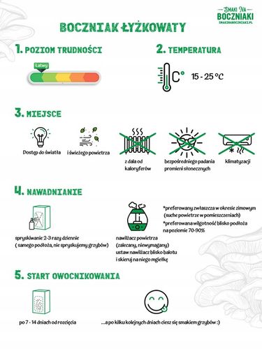 Grzybnia do uprawy domowej boczniak łyżkowaty na Arena.pl
