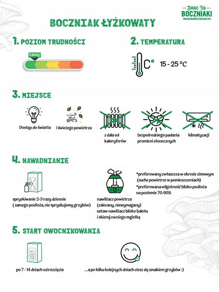 Grzybnia do uprawy domowej boczniak łyżkowaty zdjęcie 2