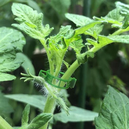 ZAPINKI KLIPSY UCHWYT SPINACZ DO ŁODYG POMIDORÓW FASOLI PĘDÓW 100 na Arena.pl