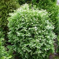 Żywotnik zachodni HERZBERG Tuja kulista Miniatura Białe końcówki Thuja C3
