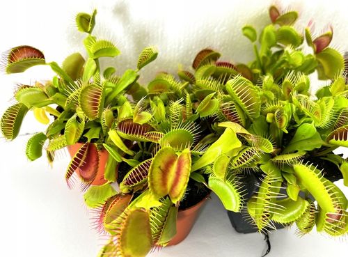 DOROSŁA MUCHOŁÓWKA odm, GIANT TRAP w DONICZCE na Arena.pl