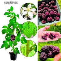 Malina Purpurowa do jedzenia i na przetwory KRZEW 40-70 cm