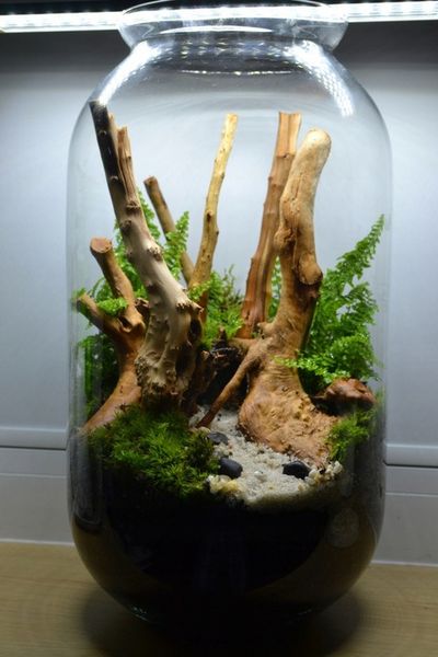 DSM Day- ukorzeniacz zdjęcie 8