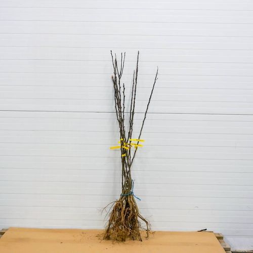 SADZONKI DRZEWKA OWOCOWE GRUSZA KLAPSA FAWORYTKA GIGANTYCZNE OWOCE na Arena.pl