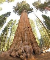 Mamutowiec olbrzymi P9