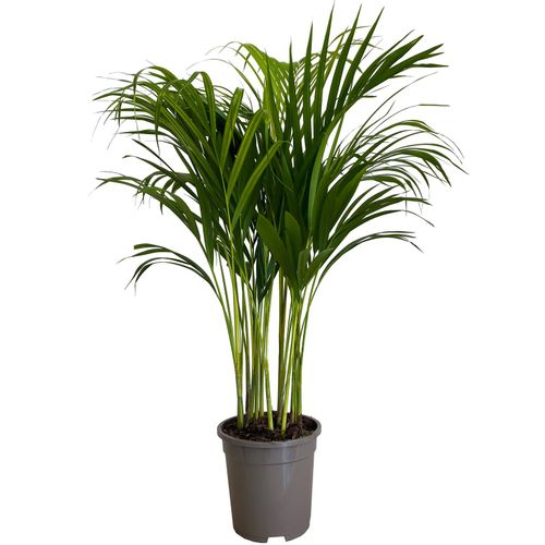 PALMA AREKA ARECA 90cm na Arena.pl