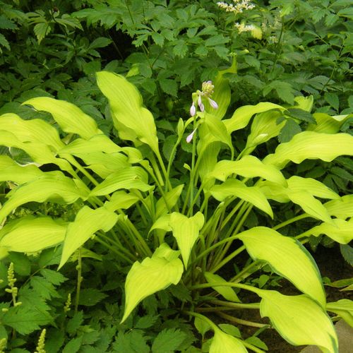 Funkia Hosta 'Pineapple Upsidedown Cake' W DONICZCE 2.0L, Żółta Dekoracyjna na Arena.pl