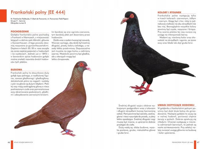 ZESTAW KSIĄŻEK O GOŁĘBIACH ATLAS GOŁĘBI POLSKIE RASY I GOŁĘBIE BARWNE 148 zdjęcie 11