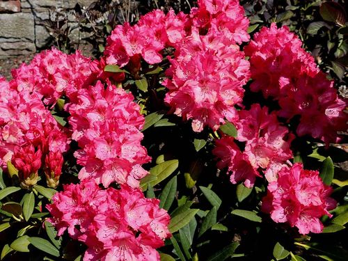 Różanecznik Sneezy C3 E na Arena.pl