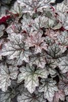 Żurawka mieszańcowa World Caffé™ Corretto - Hauchera x hybrida