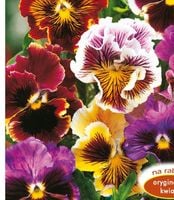 NASIONA Kwiatów Bratek Ogrodowy Rokoko Mieszanka MIX Kwiaty Bratki 423077