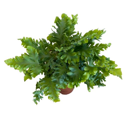 PAPROĆ  PHLEBODIUM DAVANA 30cm na Arena.pl
