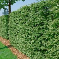 P11 BUK POSPOLITY FAGUS SYLVATICA KRZEWY24