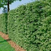 P11 BUK POSPOLITY FAGUS SYLVATICA KRZEWY24