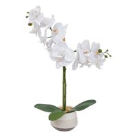 Orchidea Clera z ceramiczną doniczką