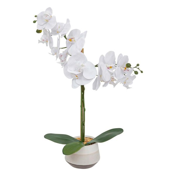 Orchidea Clera z ceramiczną doniczką zdjęcie 1