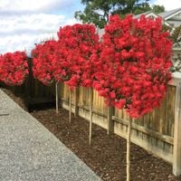 LAGERSTROEMIA na pniu czerwona bez południa 80 CM