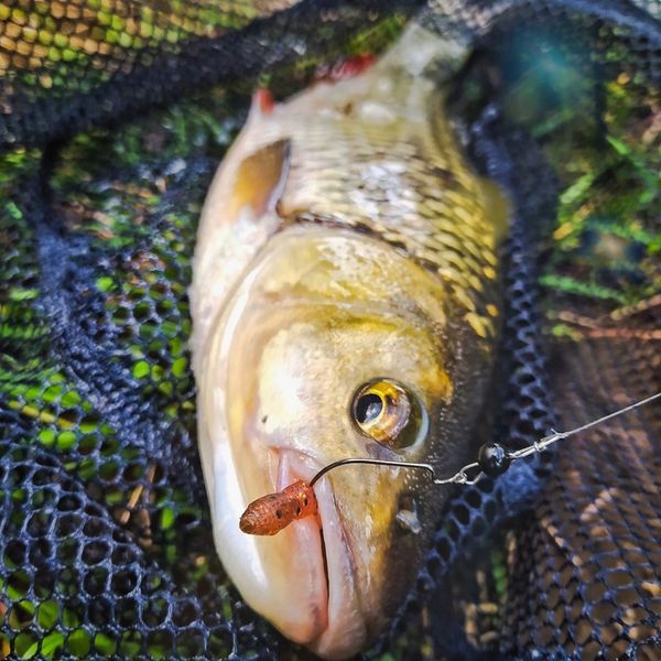 Perch Professor F**king Leech 7cm MIX 8szt. zdjęcie 3