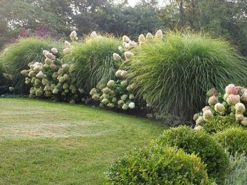 Miskant chiński GRACILLIMUS Brązowe piuropusze Duże sadzonki C3 na Arena.pl