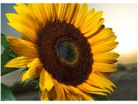 50X70CM SŁONECZNIK OBRAZ POKOJU DREWNINE