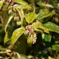 Kiścień wawrzynowy 'Makijaż' DUŻY doniczka 5.0L (Leucothoe fontanesiana)