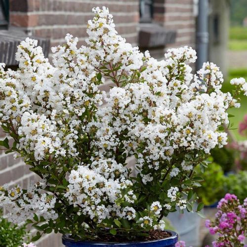 Lagerstroemia biała Alba Nivea 40-60cm P9 na Arena.pl