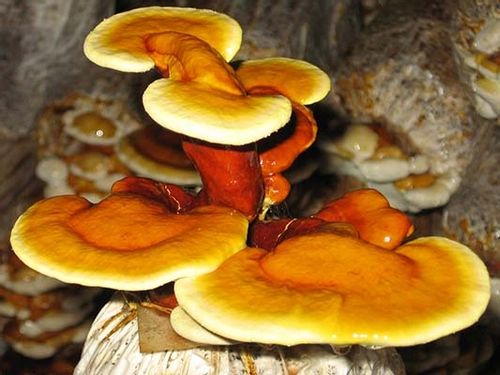 Reishi Ganoderma Lucidum 50g - ZDROWIE ODPORNOŚĆ na Arena.pl