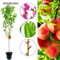 Brzoskwinia Harken soczysty żółty miąższ 100-150 cm