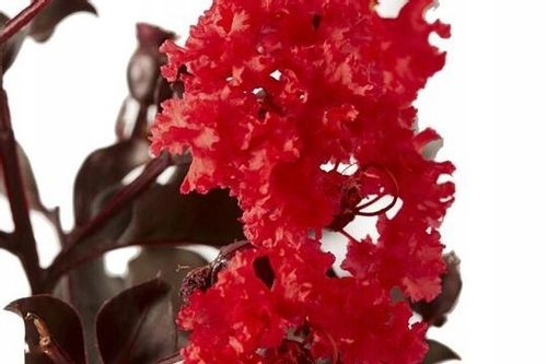 Lagerstroemia Black Diamond - Red Hot C2 na Arena.pl