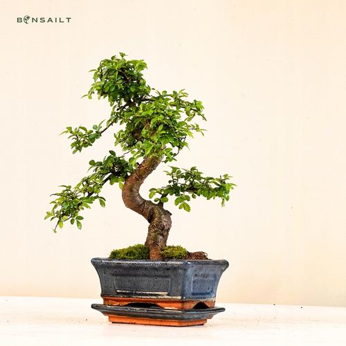 Drzewko Bonsai Wiąz Chiński 25–30 cm – Ulmus parvifolia P15 S na Arena.pl