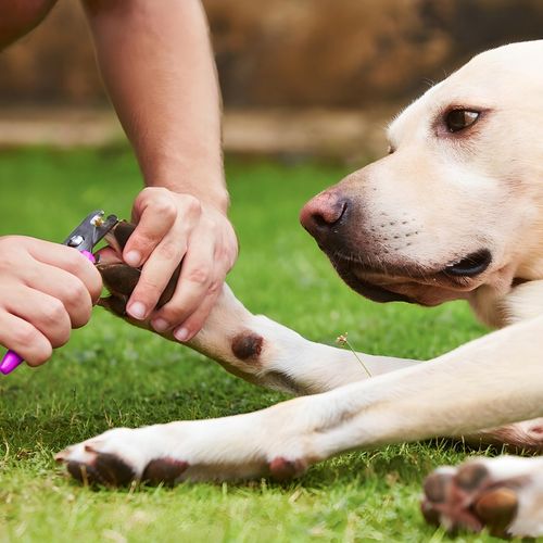 MASZYNKA DO STRZYŻENIA PSA ZWIERZĄT ZESTAW PSÓW BEZPRZEWODOWA CICHA LCD 9W na Arena.pl