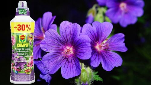 NAWÓZ DO ROŚLIN BALKONOWYCH PELARGONII SURFINII PETUNII PŁYNNY 1,3L COMPO na Arena.pl