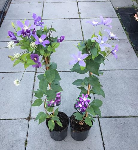 Powojnik Clematis Arabella C2 E na Arena.pl