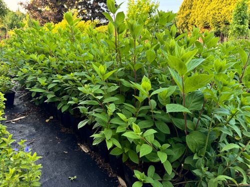 Hortensja bukietowa 'Diamant Rouge' (Hydrangea paniculata) Doniczka 1.0L na Arena.pl