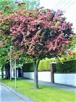 GŁÓG DUŻA SADZONKA ODPORNY NA MRÓZ 120 CM