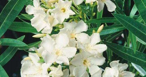 Oleander Tricolor 3 kolory w jednej doniczce C3 na Arena.pl