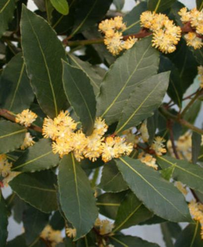 WAWRZYN SZLACHETNY Laurus nobilis NASIONA 150 sztuk - 100g. NW na Arena.pl