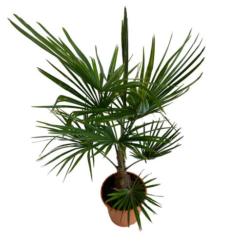 PALMA TRACHYCARPUS  FORTUNEI 120cm na Arena.pl