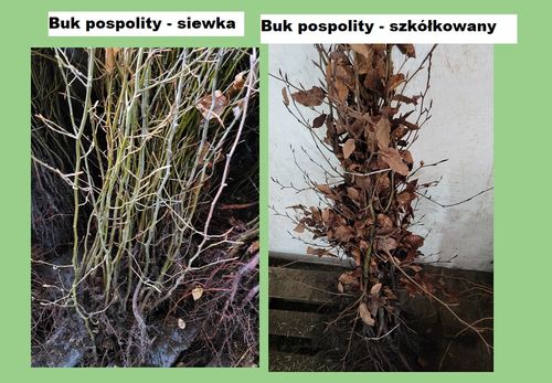 Buk pospolity Żywopłot siewka 100/150cm Fagus Silvatica na Arena.pl