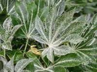 Fatsja japońska SPIDER'S WEB Fatsia Rozjaśni cień Facja Do ogrodu Sadzonki
